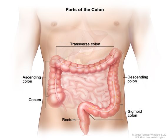 human colon located in body