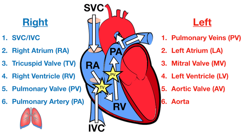 Blood Circulation: Understanding The Pathways And Importance