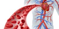 Blood Composition And Circulatory Pathway Explained