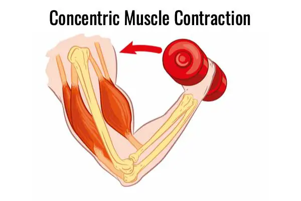 How Muscle Contraction And Strength Work