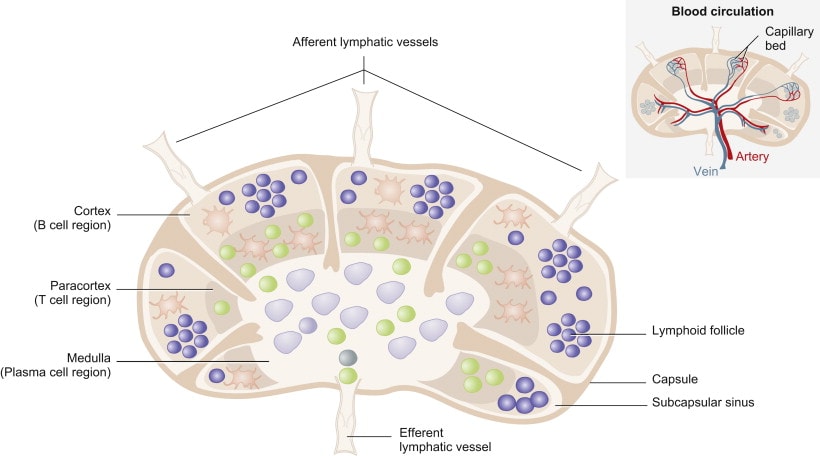 Lymph Flow And Immune Response Explained
