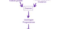 Reproduction And Fertility Explained