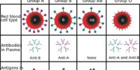 The Science Behind Blood Types: What Makes Them Unique?