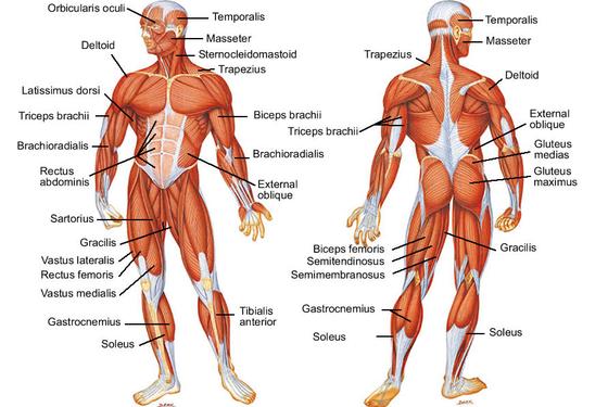 Types Of Human Muscles And Movements