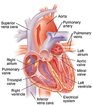 Understanding The Heart And Blood Vessels