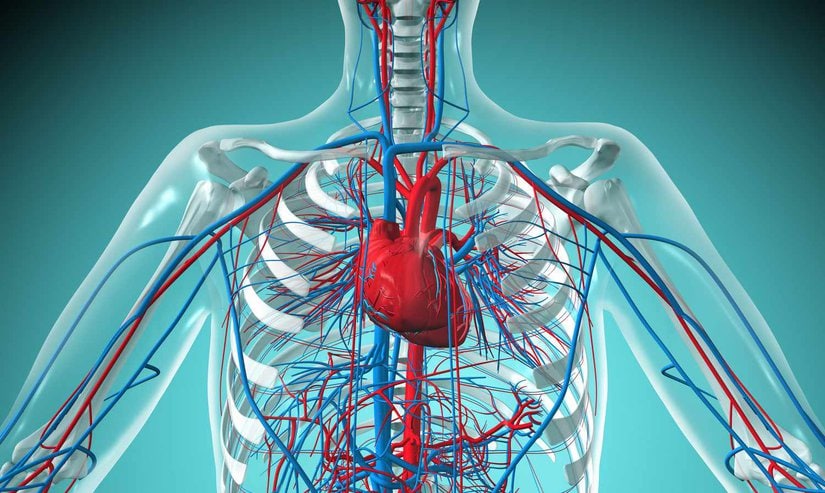 What Is The Cardiovascular System?