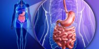 What Is The Digestive System? Nutrient Absorption And Elimination