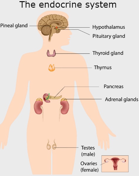 What Is The Endocrine System? Hormones And Their Role In The Body