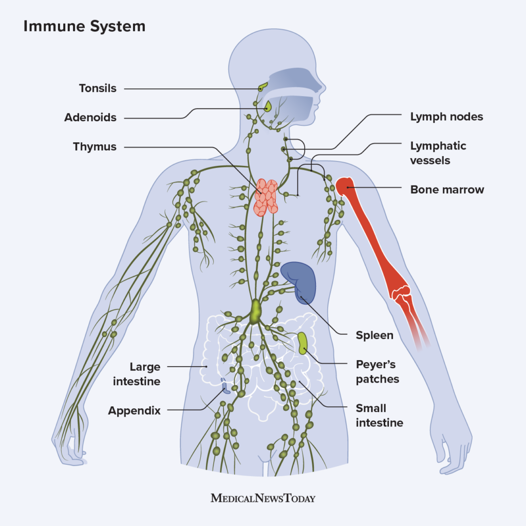 What Is The Immune System? Defenses Against Pathogens And Diseases