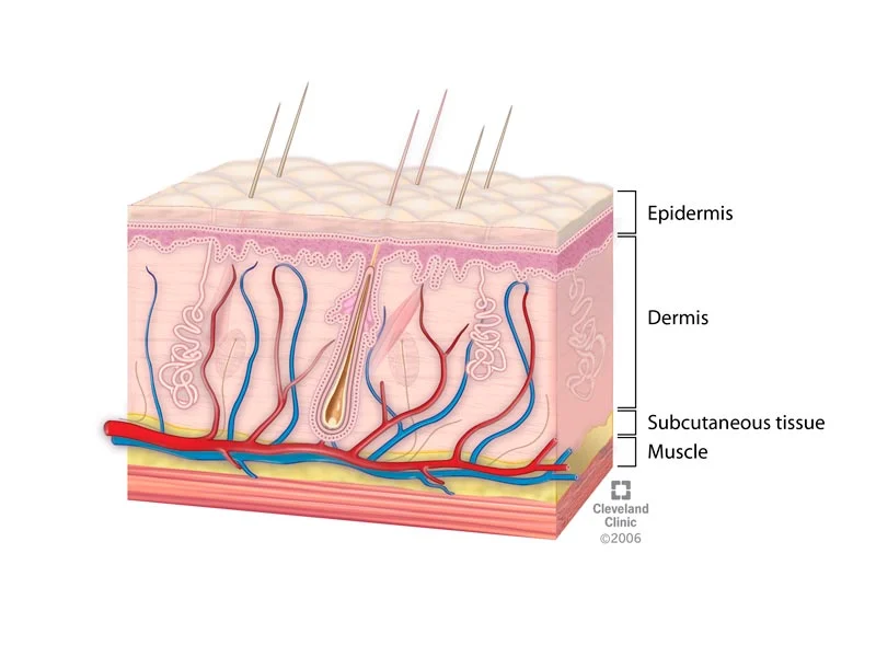 What Is The Integumentary System? Skin Disorders And Protection