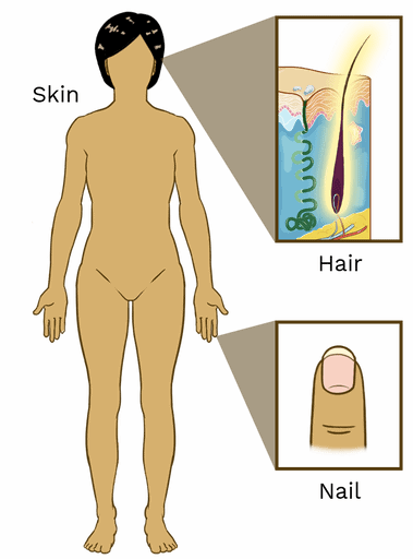 What Is The Integumentary System? Skin, Hair, And Nails