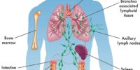 What Is The Lymphatic System? Immunity And Disease Defense