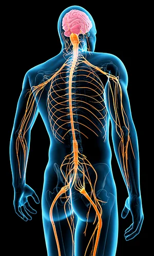 What Is The Nervous System? Brain, Spinal Cord, And Nerves