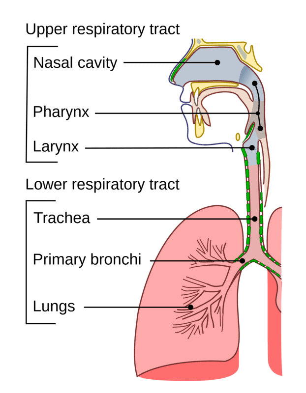 What Is The Respiratory System? Anatomy, Functions, And Common Conditions