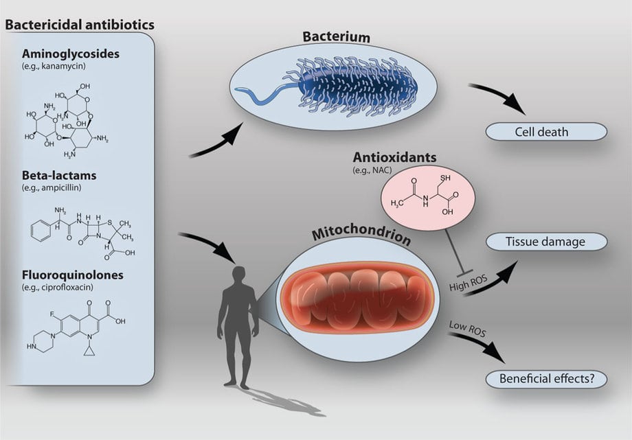 Function Of Antibiotics