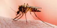 Antimalarial Drugs In Malaria Treatment