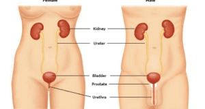 Woman Urinary Tract Infection